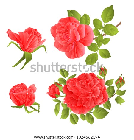 Vector Watercolor Rose Flower | Download Free Vector Art | Free-Vectors