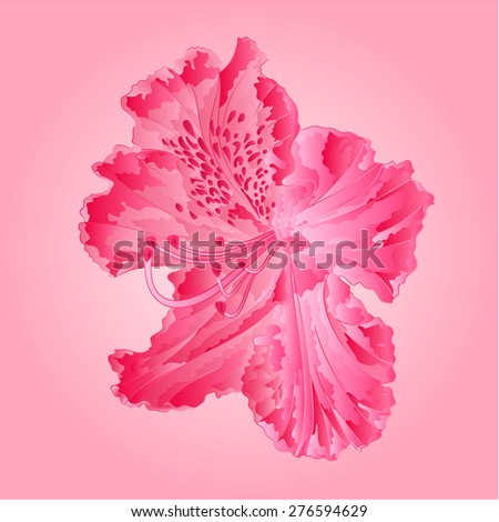 Flower pink simple rhododendron Mountain spring shrub vector illustration