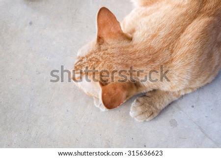 the cat sleep on the floor, top view