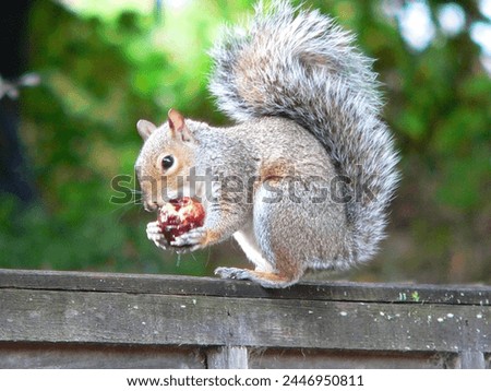 Similar – Image, Stock Photo Eating squirrel in a tree