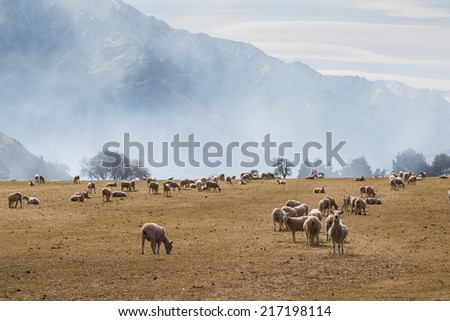 Sheep-farm and Mountains in the morning, Moke Lake, Queenstown, New Zealand