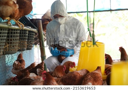 Bird flu, Veterinarians vaccinate against diseases in poultry such as farm chickens, H5N1 H5N6 Avian Influenza (HPAI), which causes severe symptoms and rapid death of infected poultry.
 Imagine de stoc © 