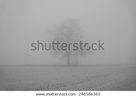 a tree fading away in the fog