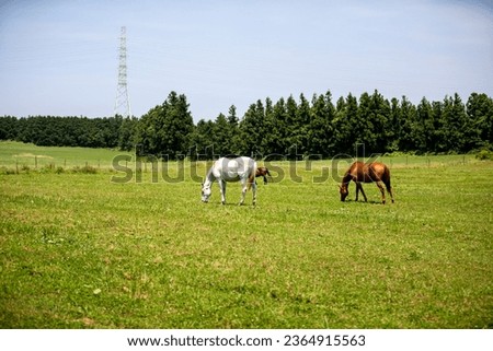 Similar – Image, Stock Photo Tree torso in meadow landscape