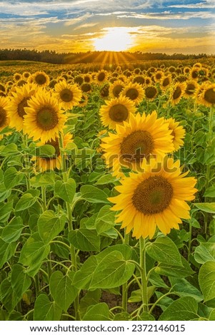 Similar – Image, Stock Photo many, many sunflowers