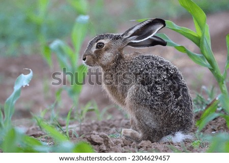 Similar – Image, Stock Photo Brown hare on a forest path has discovered the photographer