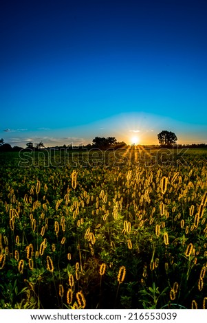 Beautiful sunset back lighting a field.