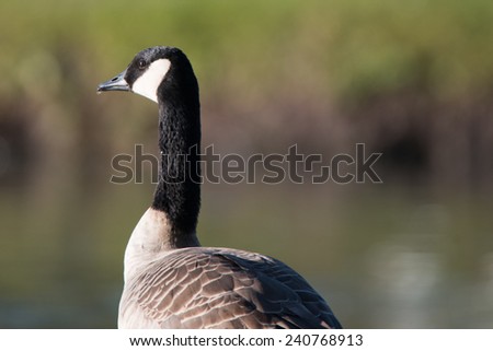 Shot from behind of a Canadian goose.