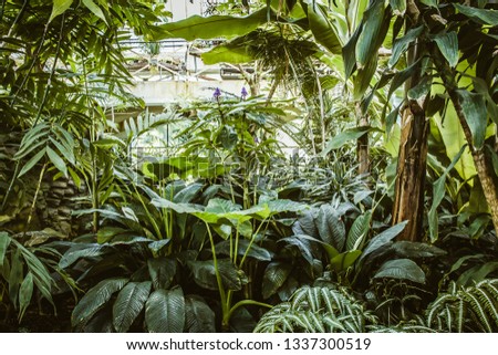 Similar – Image, Stock Photo Greenhouse glasshouse sunny interior full of fresh green plants. Modern interior architecture design. Natural Indoor decorative plants. Lush botanical garden. Beautiful spring background.