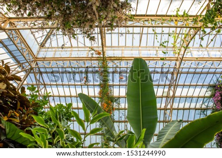 Similar – Image, Stock Photo Greenhouse glasshouse sunny interior full of fresh green plants. Modern interior architecture design. Natural Indoor decorative plants. Lush botanical garden. Beautiful spring background.