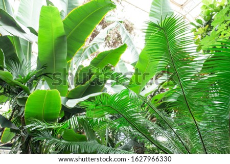 Similar – Image, Stock Photo Greenhouse glasshouse sunny interior full of fresh green plants. Modern interior architecture design. Natural Indoor decorative plants. Lush botanical garden. Beautiful spring background.