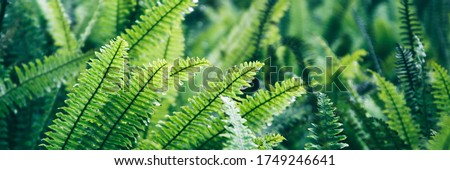 Fern leaves. Green fern plants in nature landscape. Fern plants in forest. Fresh green tropical foliage. Rainforest jungle landscape. Green plants nature wallpaper. Organic nature background.