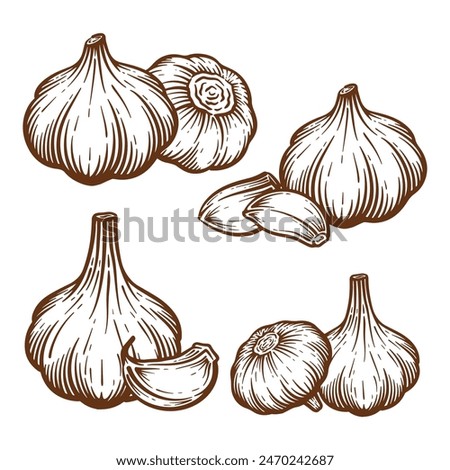 Garlic hand drawn illustration set. Garlic vector line art collection