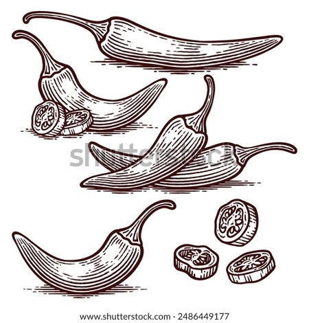 Set of Hand Drawn Chili Pepper, Line Art Engraving Style Vector Illustration Collection	
