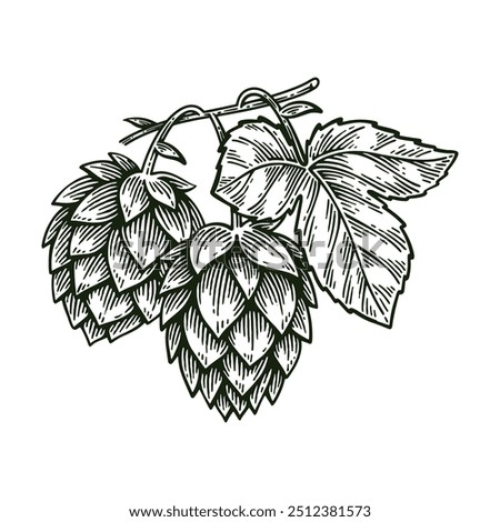 Hand Drawn Hop, Humulus Lupulus Line Art Engraving Style Vector Illustration