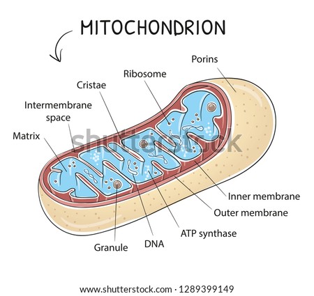 Mitochondria Drawing | Free download on ClipArtMag