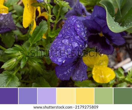 Color palette swatches of yellow and purple violet flowers, wet from rain. Pastel trendy combination of lavender creamy and green tones and nuances. Colorful inspiration from natural floral beauty. Imagine de stoc © 