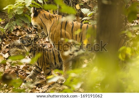 Bengal tiger, Panthera tigris tigris, female with cub, Kankati, One-eyed female, 8-month old male cub, ENDANGERED, National animal of India, Bandhavgarh National Park, Madya Pradesh, India