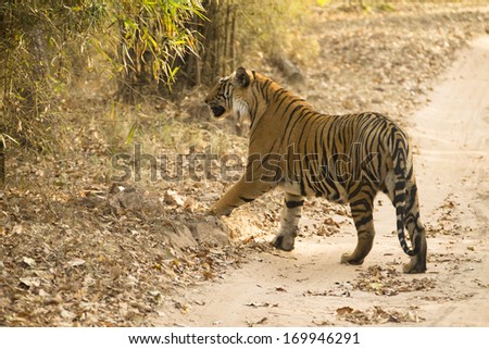 Image, Stock Photo #A0# Walking on the beach