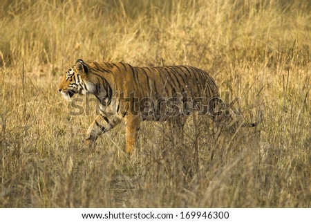 Similar – Image, Stock Photo #A0# Walking on the beach