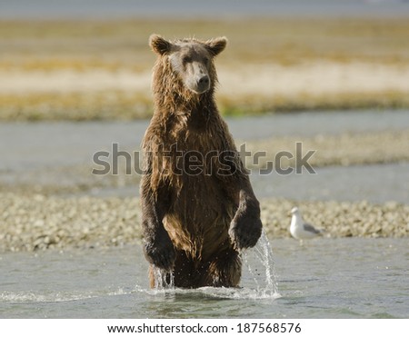 Brown bear, or Coastal Grizzly Bear, Ursus arctos, during fall salmon run, Hallo Bay, Katmai National Park, Alaska, United States