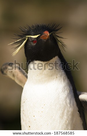 Rock Hopper Penguin, Eudyptes chrysocome,  New Island North, Falkland Islands, South Atlantic