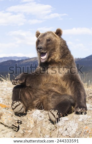 Grizzly Bear, Ursus arctos horribilis, Montana, United States, Captive or controlled situation