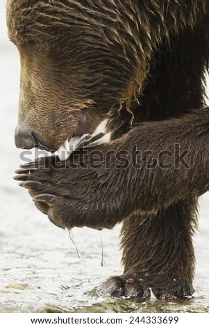 Brown bear,  Ursus arctos, female, three year old cub, washing paw, Geographic Harbor, coastal Katmai National Park, SW Alaska, United States