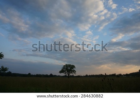 minimalist tree on a field