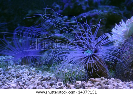 blue underwater plant with long feelers