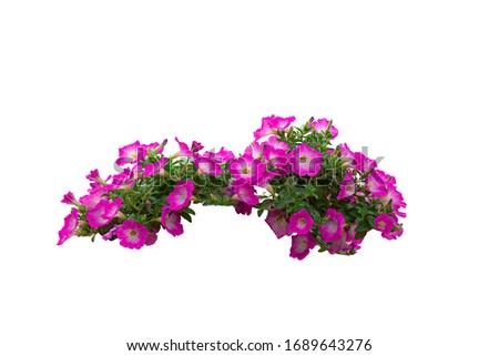 Similar – Image, Stock Photo flowering petunias