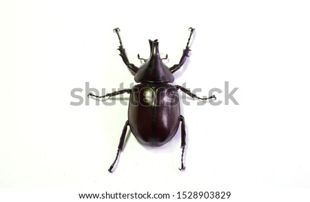 Rhinoceros beetle, Hercules beetle, Unicorn beetle, horn beetle, male on white background