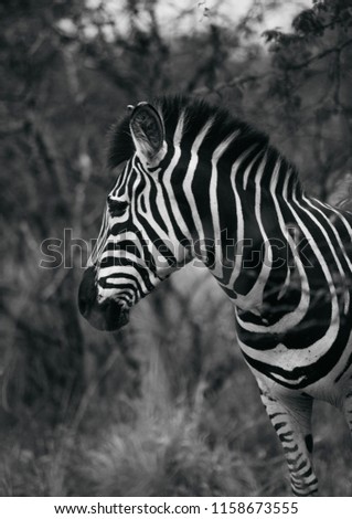Black And White Zebra In Africa Stock fotó © 