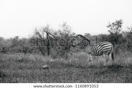 Black And White Zebra Stock fotó © 