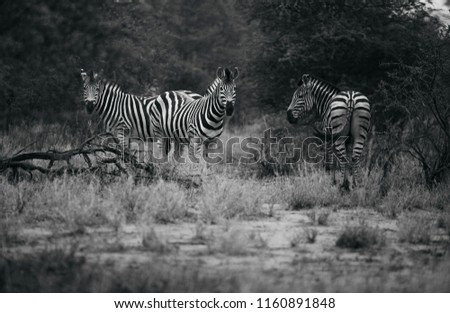 Black And White Zebra Family In Africa Stock fotó © 