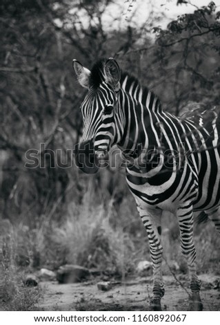 Black And White Zebra In Africa Stock fotó © 
