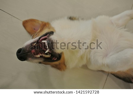 Shutterstock Puzzlepix