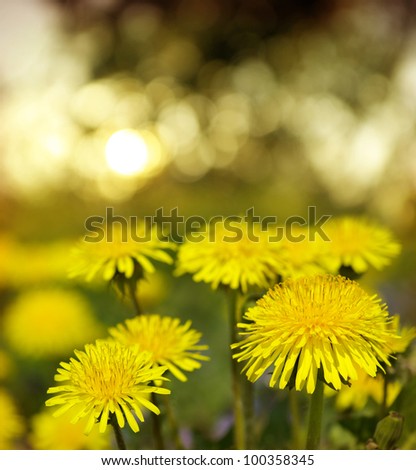 Yellow flowers under sky