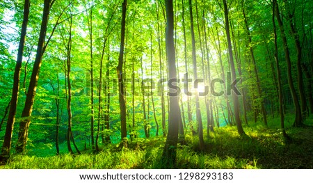 Sunlight In