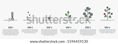 Growing plant stages. Seeds, watering step, sprout and flower, grown plant. House or outdor plant. Line style flat illustration of plant with leaves, flowers and fruit. Thin lines. Grow process.