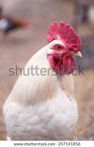 Chicken laying hen white. With a large crest. isolate
