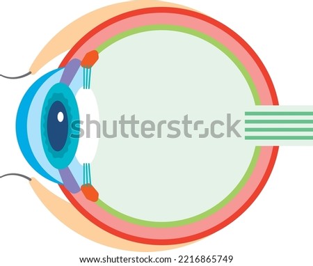 Cross section illustration of an eyeball