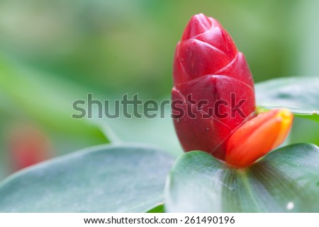 red budding flower /costus speciosus