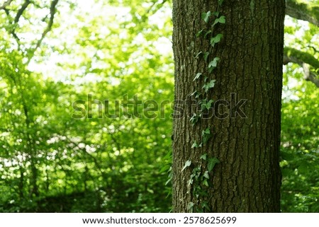 Similar – Image, Stock Photo Ivy climbs up an old brick wall.