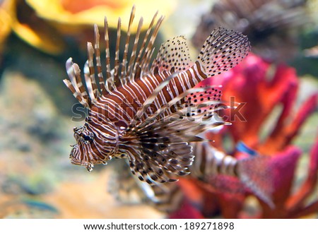 Red lionfish (Pterois volitans) aquarium fish, a venomous coral reef fish