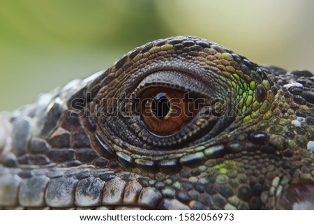 Shutterstock Puzzlepix