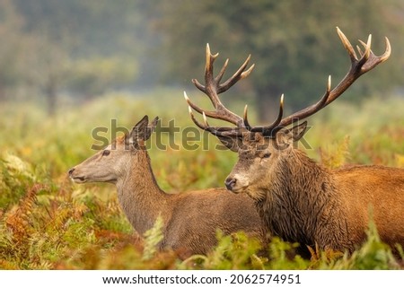 The red deer is one of the largest deer species. A male red deer is called a stag or hart, and a female is called a hind. The red deer inhabits most of Europe