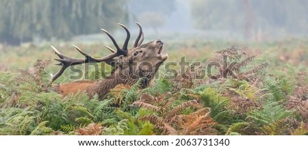 The red deer is one of the largest deer species. A male red deer is called a stag or hart, and a female is called a hind. The red deer inhabits most of Europe
