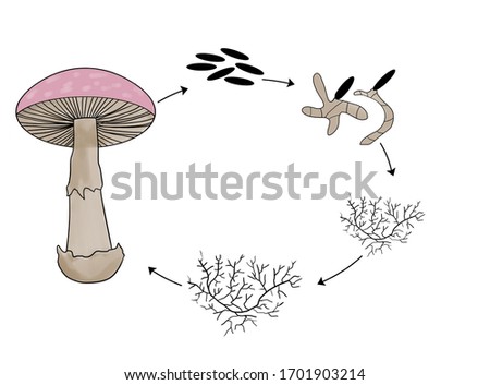 Shutterstock Puzzlepix