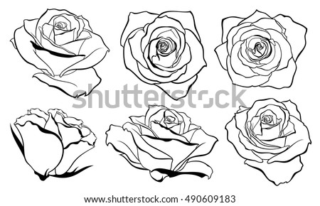 Vector set of detailed isolated outline rose bud sketches in black color vector illustration Vector set of detailed isolated outline rose bud sketches in black color vector illustration